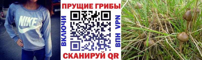 Псилоцибиновые грибы MAGIC MUSHROOMS Дедовск